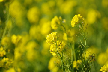 Obraz premium 満開の菜の花畑