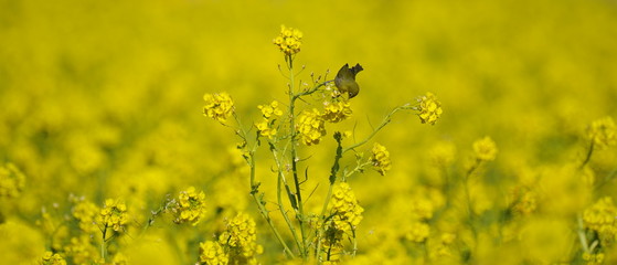 菜の花とメジロ