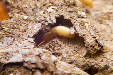 the small termite on decaying timber. The termite on the ground is searching for food to feed the larvae in the cavity.