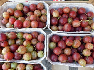 Rötliche Stachelbeeren
