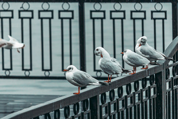 seagulls near the river