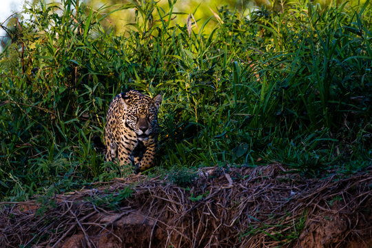 Jaguar hunting in the bank of the river, Pantanal, Mato Grosso, Brazil