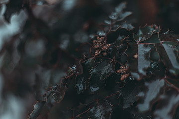 мокрые листья, wet leaves