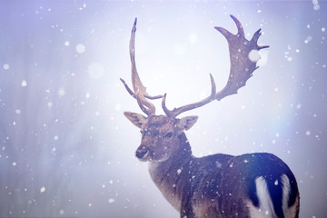 Red deer in snow