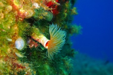 Feather duster worm in the blue sea. Diverse colorful underwater wall with the magnificent sea creature, deep blue background.Scuba diving with underwater wildlife on the coral reef.