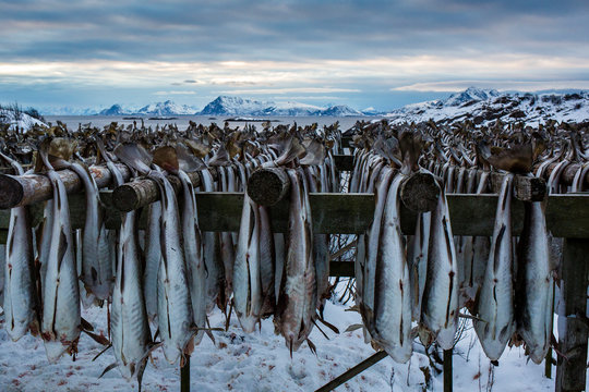 Rows of cod to dry with landscape, Svolvaer, Lofoten Island, Norway, Europe