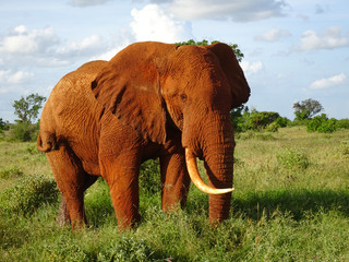 Elefanten im Nationalpark Tsavo Ost und Tsavo West in Kenia
