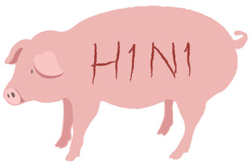 Piggy cartoon vector on whtie background with H1N1 text Swine flu concept