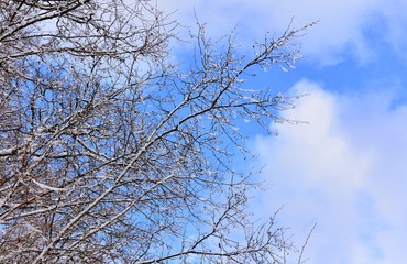 snowy branches of a tree against blue sky
