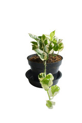 Devils Ivy isolated on white