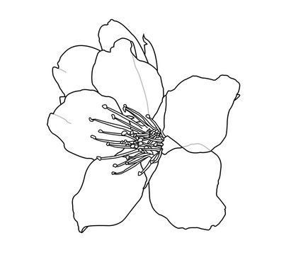 Fleur d'Amandier graphique