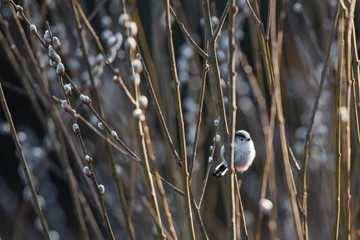 Cute little long tailed tit perching in a bush