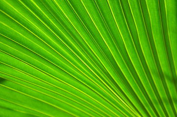 Textured palm tree leaves.