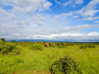 Elefanten im Nationalpark Tsavo Ost und Tsavo West in Kenia