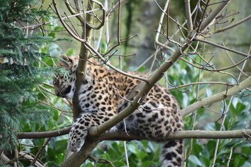 Adorable Amur leopard cub at the zoo