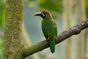 The Crimson-rumped Toucanet, Aulacorhynchus haematopygus perched on the branch in rain forest in Ecuador, dark scene with green color.