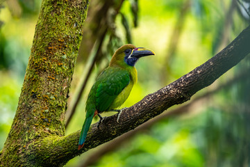 The Crimson-rumped Toucanet, Aulacorhynchus haematopygus perched on the branch in rain forest in Ecuador, dark scene with green color.