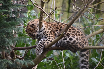 Naklejka na ściany i meble Adorable Amur leopard cub at the zoo