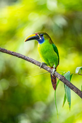 The Crimson-rumped Toucanet, Aulacorhynchus haematopygus perched on the branch in rain forest in Ecuador, dark scene with green color.
