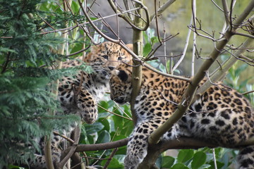Adorable Amur leopard cub at the zoo