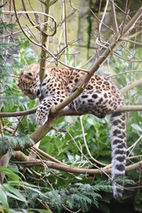 Adorable Amur leopard cub at the zoo