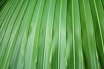 Fototapeta premium Textured palm tree leaves.