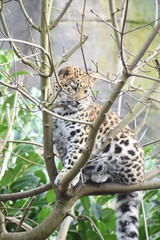 Adorable Amur leopard cub at the zoo