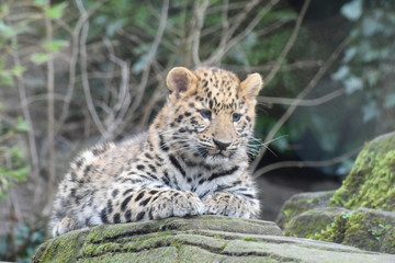 Adorable Amur leopard cub at the zoo