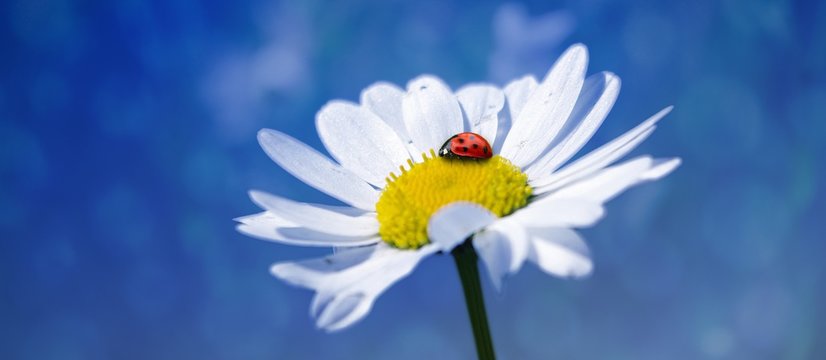 Marienk&auml;fer auf einer Margerite bzw. einer Blume