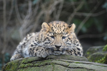 Obraz na płótnie Canvas Adorable Amur leopard cub at the zoo