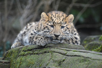 Adorable Amur leopard cub at the zoo