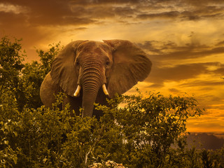 Elefanten im Nationalpark Tsavo Ost und Tsavo West in Kenia
