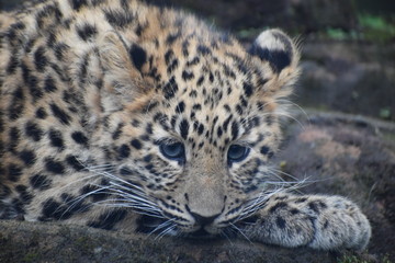 Adorable Amur leopard cub at the zoo