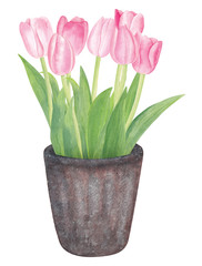 Watercolor Blooming Pink Tulip Flowers in Rustic Pot