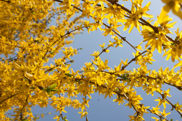 spring tree branches with yellow flowers