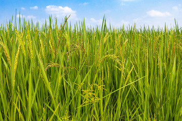 Green rice berry fields and blue sky.