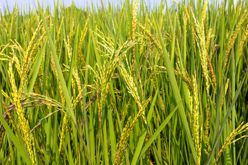 Naklejka premium Ear of rice in the field.