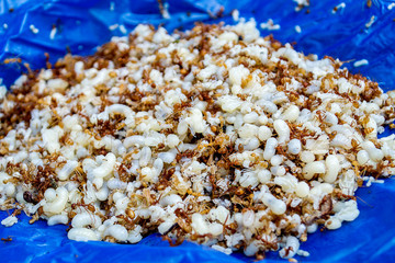 Fresh red ant eggs on a blue background.