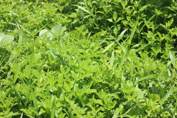 background of green leaves