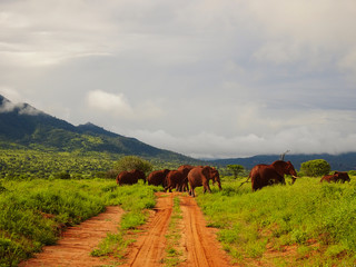 Elefanten im Nationalpark Tsavo Ost und Tsavo West in Kenia