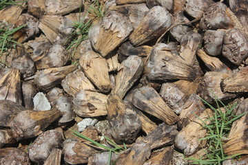 Fototapeta na wymiar pile of wooden logs
