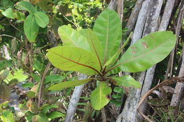butterfly on a leaf at batu hiu, pangandaran, westjava, indonesia