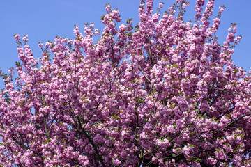 cherry blossom tree japanische kirschblüte 