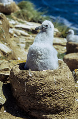 Albatros à sourcils noirs,.Thalassarche melanophris, Black browed Albatross, Iles Falkland, Iles...