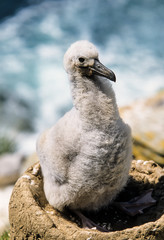 Albatros à sourcils noirs,.Thalassarche melanophris, Black browed Albatross, Iles Falkland, Iles Malouines