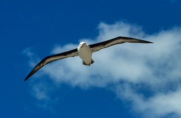 Albatros à sourcils noirs,.Thalassarche melanophris, Black browed Albatross, Iles Falkland, Iles Malouines