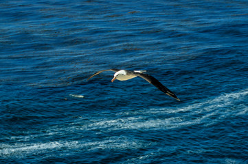 Fototapeta na wymiar Albatros à sourcils noirs,.Thalassarche melanophris, Black browed Albatross, Iles Falkland, Iles Malouines