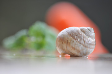 Snail closeup. Burgundy snail (Helix, Roman snail, edible snail, escargot) on a surface with moss.Helix promatia