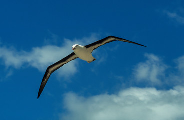 Albatros à sourcils noirs,.Thalassarche melanophris, Black browed Albatross, Iles Falkland, Iles...