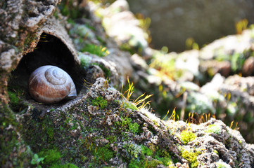 Fototapeta premium Snail closeup. Burgundy snail (Helix, Roman snail, edible snail, escargot) on a surface with moss.Helix promatia